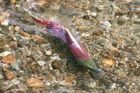 red salmon is swimming in Alaska