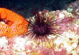 sea urchin in ocean water