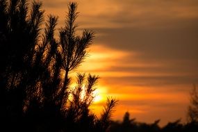 orange sunset through conifer branches