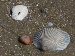 various sea shells on sand