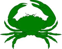 drawing of sea crab