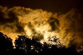Silhouettes of trees against a gray sunset background