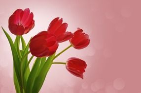 bouquet of five red tulips