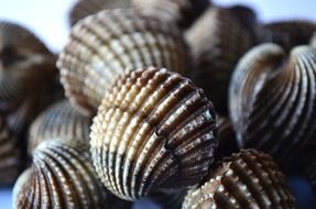 scallops in marine life