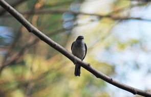 bird on a tree branch in india