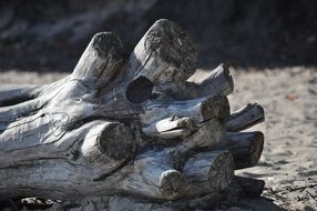 tree root on the beach