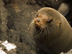 sea lion cub on stones in the Galapogos islands