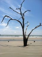 Driftwood on beach