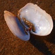 shell open on the sand close up