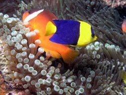 angel fish bicolor among the underwater world