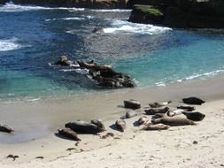 seals on the ocean coast on a sunny day