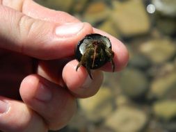 very beautiful small crab