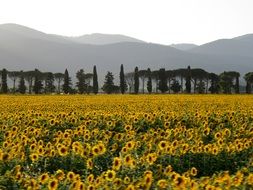 field of sunflowers among the hills in Italy