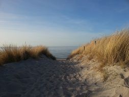 grass on sand dunes in the Baltic Sea