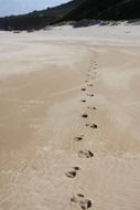 long line of footprints on beach