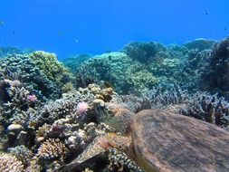 turtle in a colorful underwater world close up