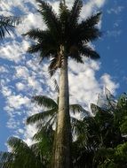 big palm trees on a brazilian beach