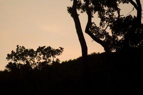 dark silhouettes of nature at sunset