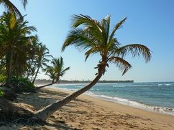 palm trees on a tropical beach in the caribbean