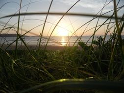 green vegetation on the beach