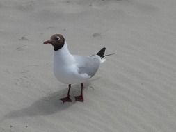 black headed gull