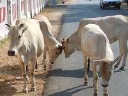 photo of the indian cows