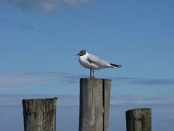 Gull on a baltic sea beach