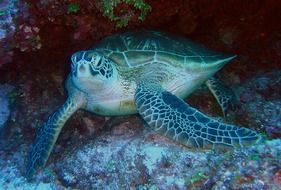 green sea turtle in the ocean