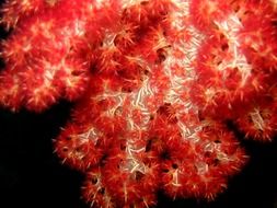beautiful red soft corals underwater