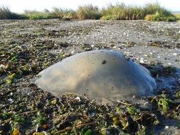 jellyfish on a beach