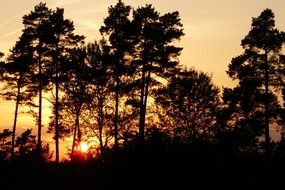 afterglow trees