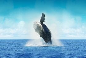 whale cape mexico