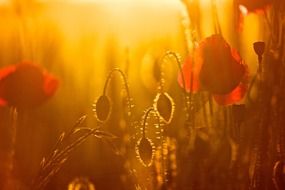 red poppies at sunset