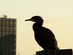 cormorant bird silhouette at sky