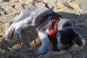 husky digging sand on the beach