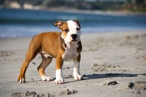 pit bull puppy on a sandy beach