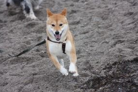 happy doggy is running on the beach