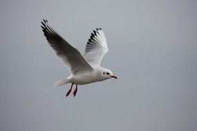 seagull with open wings against the gray sky