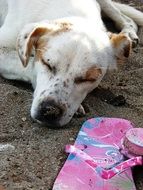 dog sleeps near pink slippers on the beach