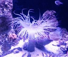 marine underwater life
