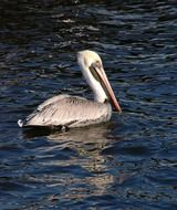 pelican bird swimming