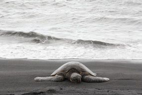 sea turtle on the hawaiian coast