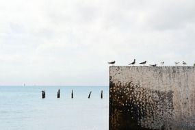 a flock of seagulls on a gray wall in the water