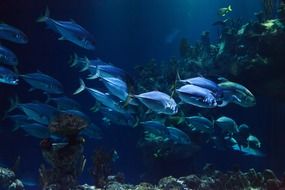school of fish in ocean water