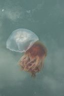 incredibly beautiful jellyfish