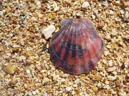 sea shell on pebbles