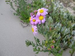 blooming wild flower in nature