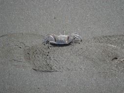 spotted crab on sand