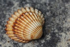 carved shell close up