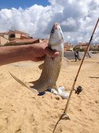 fish in the hand of a fisherman on a sandy beach